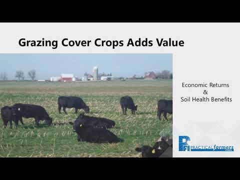 Grazing Cover Crops