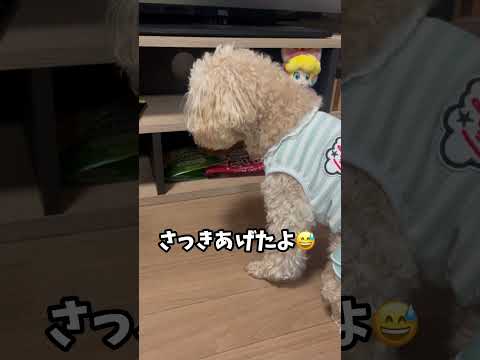 大好きなおやつの場所が分かって離れなくなりました🤣 #トイプードル #いぬ #dog #といぷー #いぬすたぐらむ