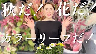 【秋のガーデン】秋のおすすめ花苗をご紹介！【カラーリーフも】