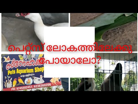 പെറ്റ്സ് ലോകത്തിലേക്കു പോയാലോ //pets video in Malayalam