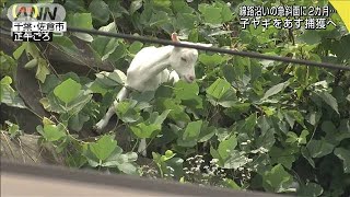 線路脇に住み着く子ヤギ　“おとり作戦”で捕獲へ(20/07/12)