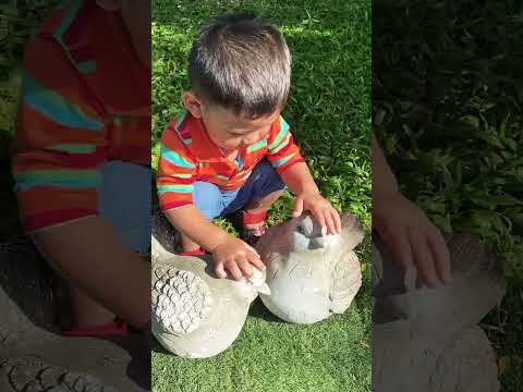 Birds quarreling #shorts #subscribe #share #viral #shortsyoutube #baby #cute