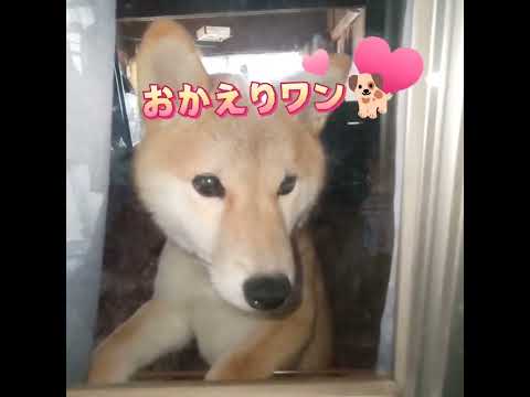 カーテン開けて出迎えてくれる小夏🐕#柴犬のいる暮らし  #柴犬  #豆柴のいる暮らし  #豆柴  #shorts  おかえりワン