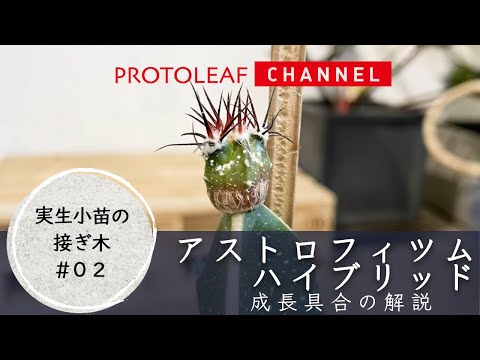 【実生小苗の接ぎ木#02】アストロフィツムハイブリッド実生小苗の接ぎ木　成長具合【Astrophytum×hybrid】