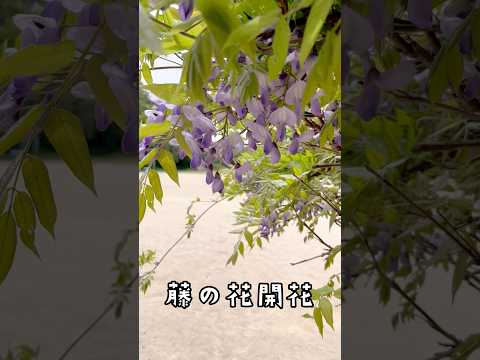 【ペット食育士 シニア犬】桜🌸が終わると藤の花開花✨春のお散歩は気持ちイイ🐶❤️🐶#可愛いわんこ #犬のいる暮らし #わんちゃんのいる生活 #癒しワンコ #dog