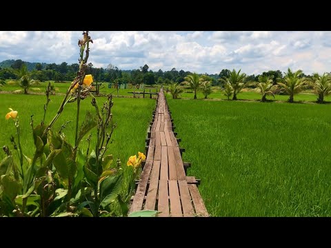 สะพานไม้ 100 ปี ครบุรีอยู่ที่ไดไม่สุขใจเท่าบ้านเรา