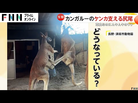 2頭のマッチョカンガルーがガチンコバトル！尻尾で体支え両足キック連発　須坂市動物園