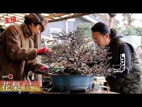 Replanting a large quince! This week's Kyoshiro SP [Bonsai Q]