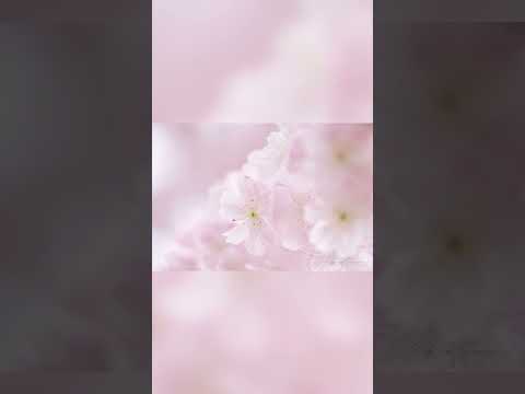 2023SAKURA🌸毎年撮ってる枝垂れ桜。同じように撮ってもちょっとずつ違う。心のままに好きなように撮る時間がとても幸せ。 #z50 #しだれ桜 #マクロレンズ