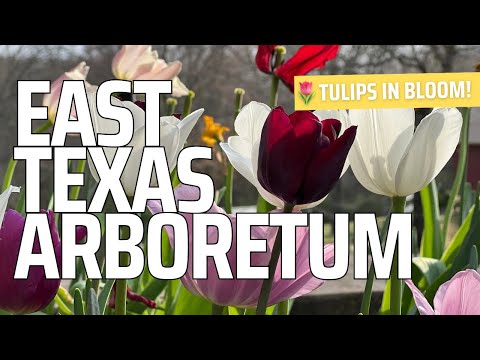 East Texas Arboretum in Athens, Texas!🌷 Tons of beautiful tulips!