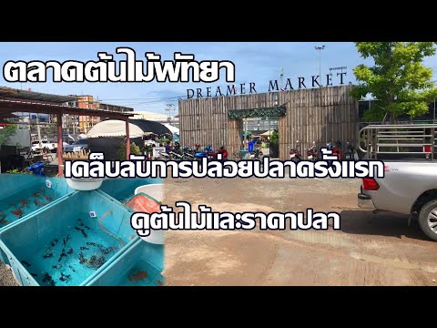 เคล็ดลับปล่อยปลาครั้งแรก | ดูต้นไม้และราคาปลา | ตลาดต้นไม้พัทยา