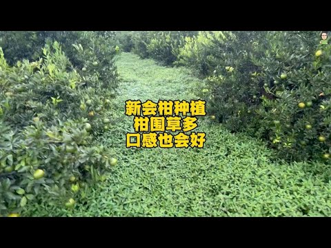 新会柑种植柑围草多口感也会好，不打除草剂，不会影响陈皮口感