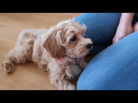 Elsa - Maltipoo Puppy - 12 Weeks old