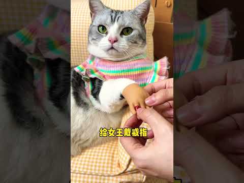 don't want to be a princess, I want to be a queen #music #song #cats #catshorts #catvideos #cute