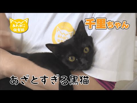 【あわねこ保育園】あざとすぎる黒猫　千里ちゃん【里親募集】