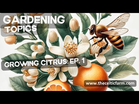 Grow Your Own Citrus: The Ultimate Beginner's Guide! 🍊🌱 (Episode 1)