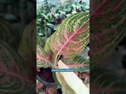 #aglonema #indoorplants #imported #india  #t20worldcup2024 #trending #todayviralvideo #burma #fpy