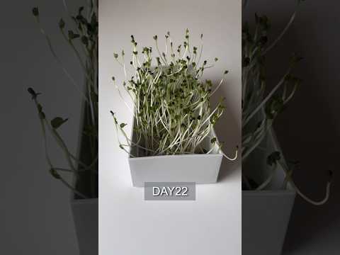 I tried growing broccoli sprouts／ブロッコリースプラウトを育ててみた 1日目〜22日目