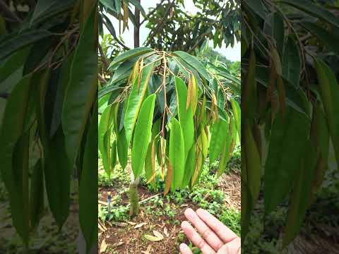 Healthy 3 years old durien tree