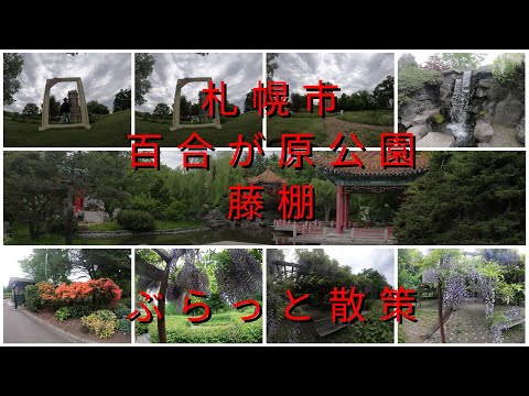 札幌市百合が原公園藤棚ぶらっと散策【過走行ワゴンRで走り回り動画撮ってます】まだまだ走れます