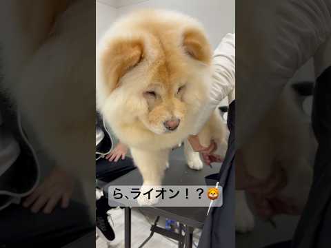 会えば会うほど愛おしくなるチャウチャウの女の子♡#チャウチャウ #大型犬 #大型犬のいる生活 #chowchow #chowchowshortvideo #fyp #dog #lovedog #犬