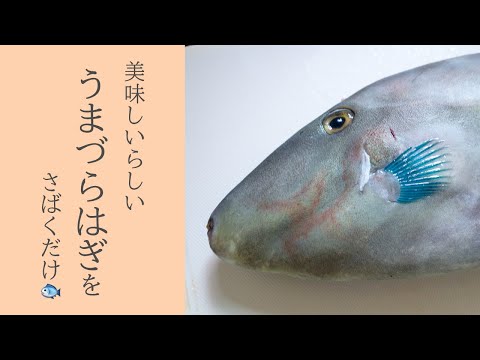 How to handle Umazura Hagi (black scraper fish), complete understanding🐟