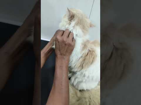 How to Groom your cat 😺#cat #catlover #catshorts #cats #catvideos #catgrooming #grooming #kitten#pet