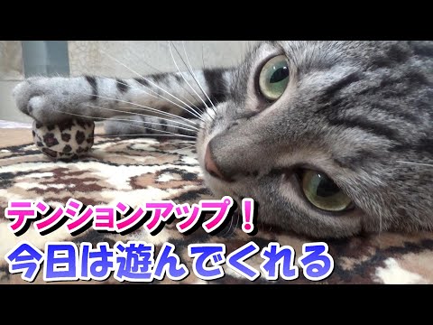 今日は楽しく遊んでくれた！猫を遊ばせる日（アメリカンショートヘア）