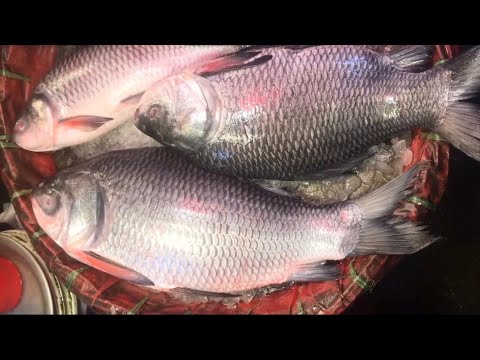 Big Rui Fish Cutting Skills In Large Local Fish Market In Dhaka | Amazing Fish Cutting Skills 🐡 🔪