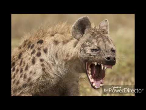 An American Werehyena in London - Werehyena howl