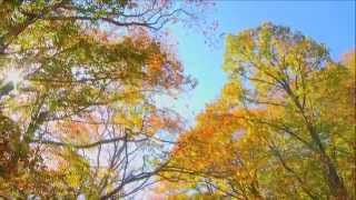 ～紅葉（もみじ）～ NHK東京児童合唱団 Part.Ⅰ