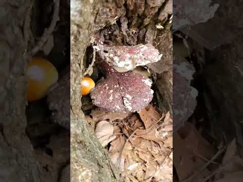 Hemlock Reishi Fairy Flush! #wildedibles #reishi  #mushrooming