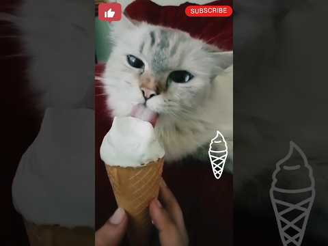 Funny cat #cat #cute #funny #funnyvideo #funnyshorts #reels #viral #youtubeshorts