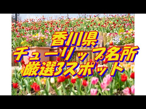 39【香川県】チューリップの名所＜3選＞