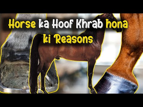 Dr. Osama Javed Exposes Horse Laminitis Causes