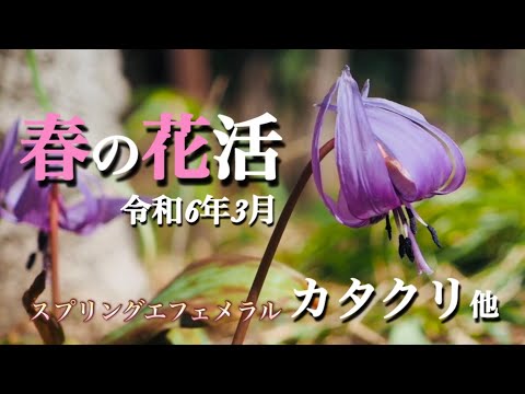 【春の山野草】3月 カタクリが咲き始めました 春の花活/栃木県 城山セリバオウレン 花之江の郷