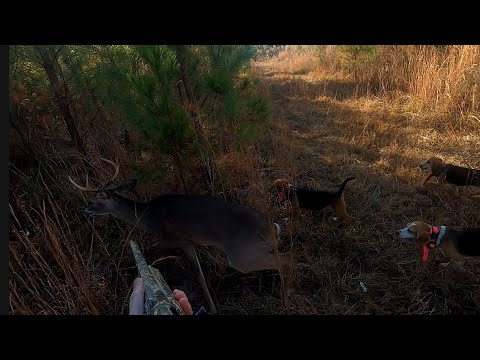 SC Deer Dog Drives 12/10/2023: Mabel finds Kats buck!