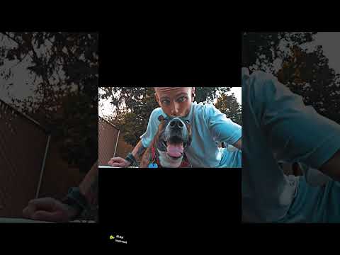 puppy cuddles #puppy #shorts #meme #oregon #vlog #pnw #doglover #2024 #smallcreator