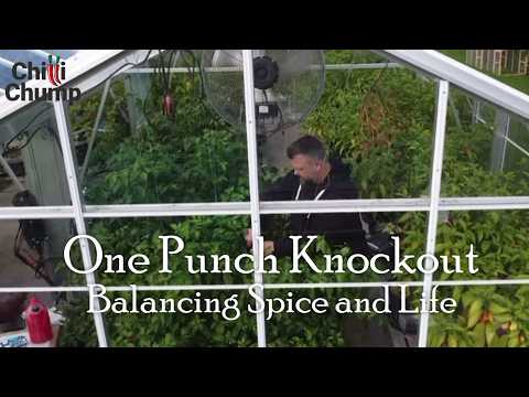 One Punch Knockout: Balancing Spice and Life