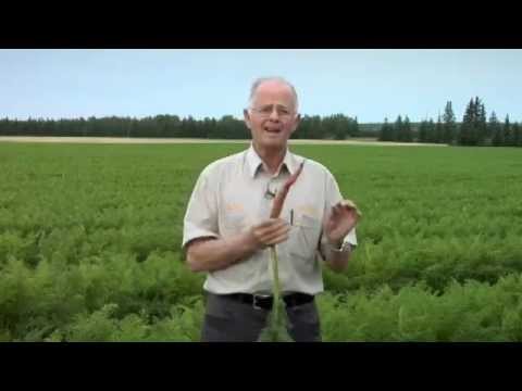 Best Envirotech - Alain Jubinville, Carrots