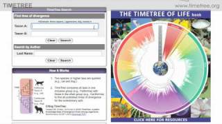 Kelly Explains Timetree