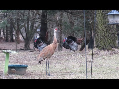 The birds are in love (Cranes and Turkey)