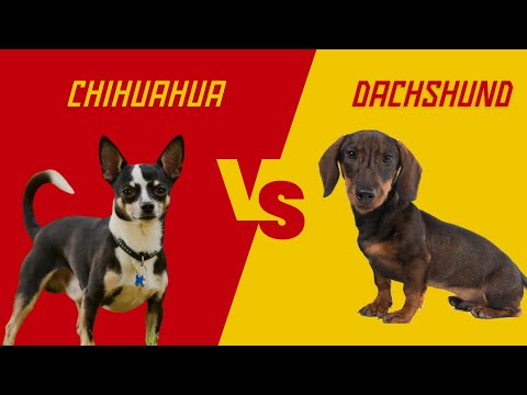 Chihuahua Vs Dachshund : 7 Differences Between Them