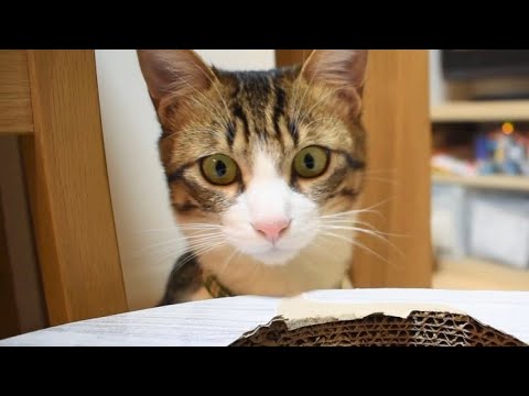 パパの帰宅を一番に喜ぶ、猫の日常