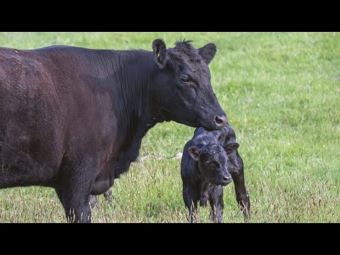 Cute Farm Animals, Chickens, Pigs, Cows, and Goats