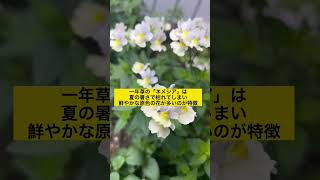 【耐寒温度-7度!?寒さに強いしネメシアアロマンス】#花 #ガーデニング #ネメシア　#庭　#寄せ植え