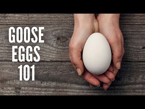 Goose Eggs 101 – Everything You Should Know