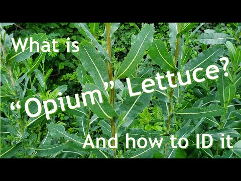 Opium Lettuce/ Spiny Lettuce/ Wild Lettuce ID and Uses