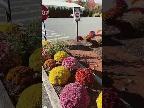 Fall Colors at Yankee Candle Deerfield Massachusetts. #flowers #autumn #fall #colors #newengland