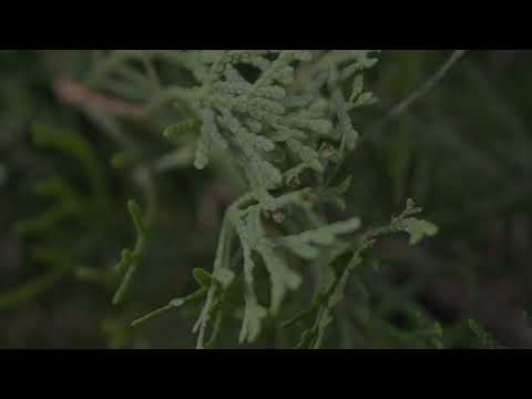 footage - Zypresse  - Cupressaceae